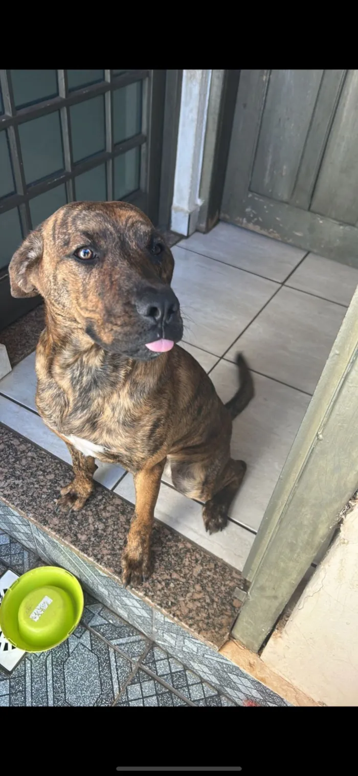 Cachorro raça SRD-ViraLata idade 1 ano nome Loki