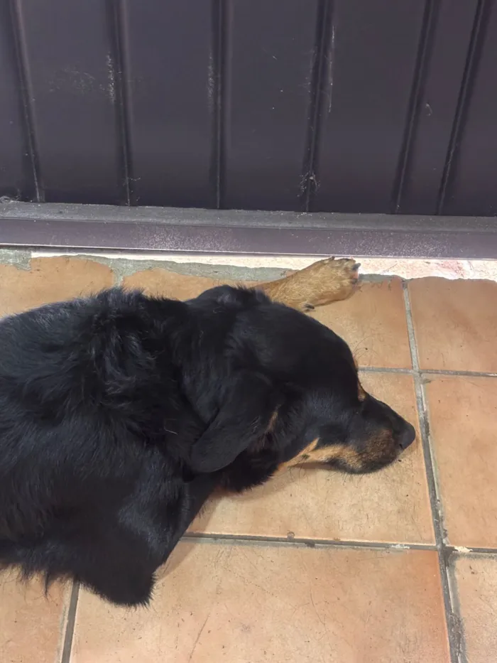 Cachorro raça SRD-ViraLata idade 4 anos nome Black