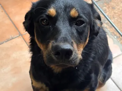 Cachorro raça SRD-ViraLata idade 4 anos nome Black