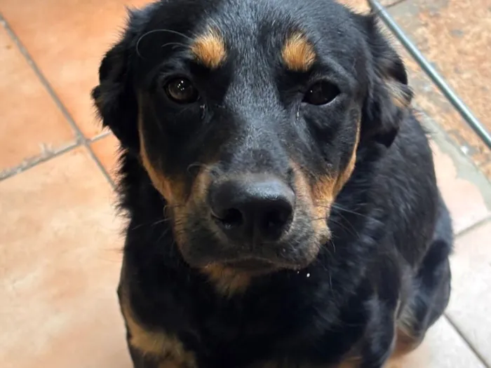 Cachorro raça SRD-ViraLata idade 4 anos nome Black