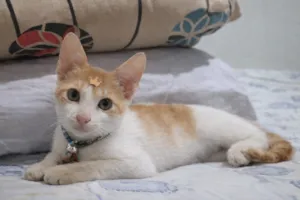 Gato raça SRD-ViraLata idade 2 a 6 meses nome Luke