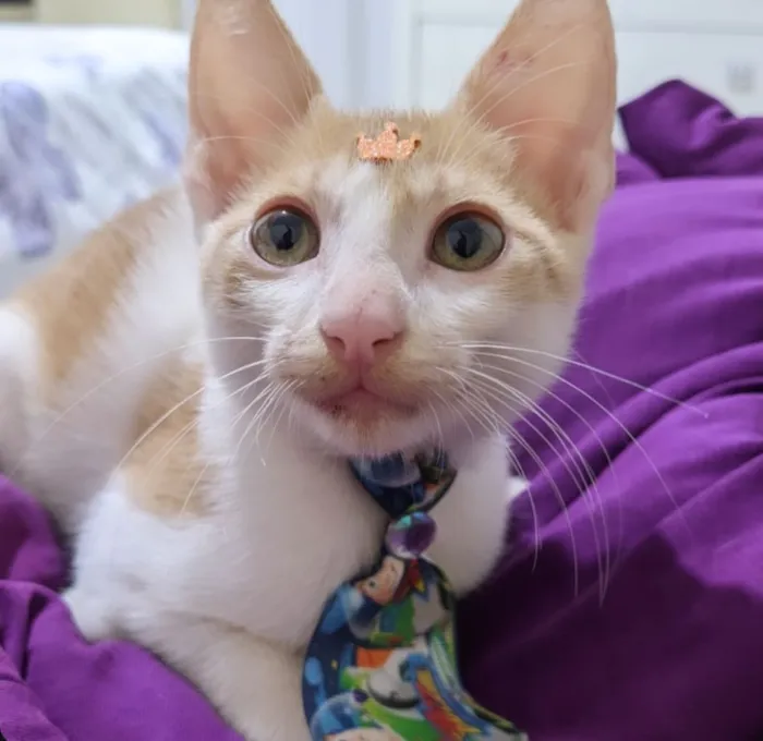 Gato raça SRD-ViraLata idade 2 a 6 meses nome Luke