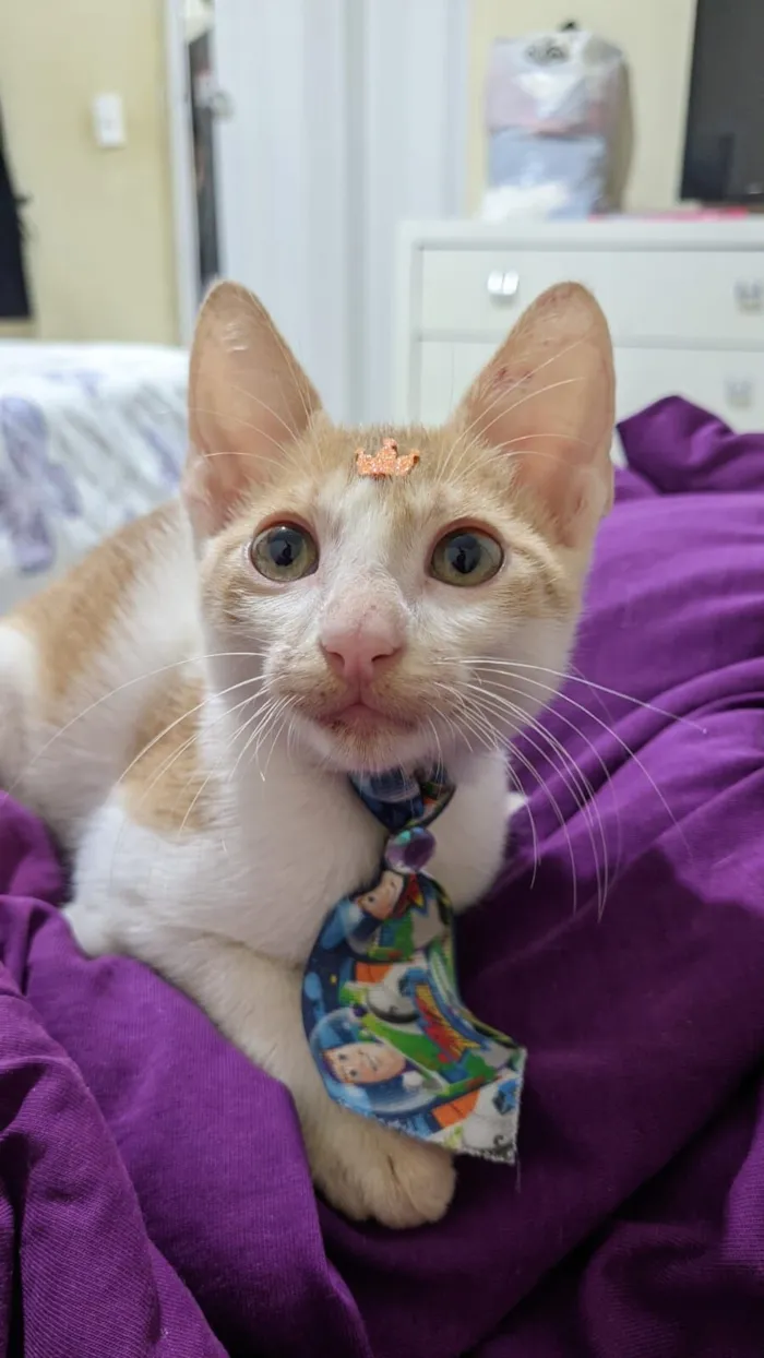 Gato raça SRD-ViraLata idade 2 a 6 meses nome Luke