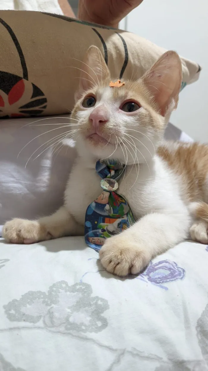 Gato raça SRD-ViraLata idade 2 a 6 meses nome Luke