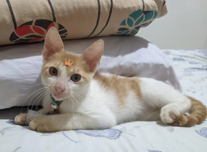 Gato raça SRD-ViraLata idade 2 a 6 meses nome Luke