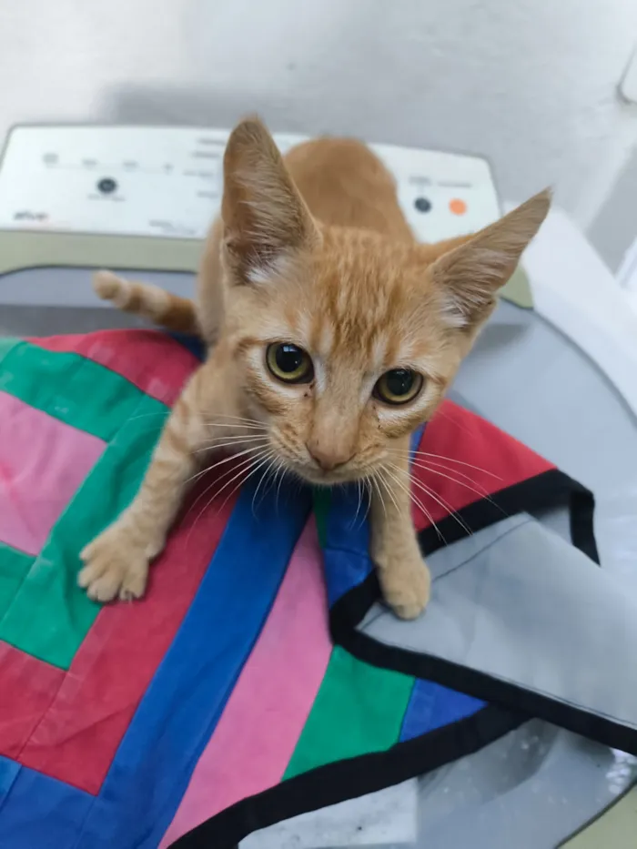 Gato raça SRD-ViraLata idade 2 a 6 meses nome Pequeno invasor 