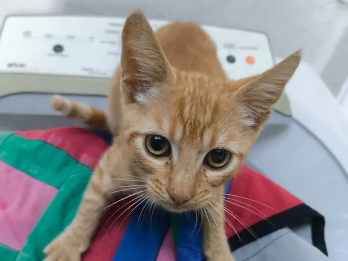 Gato raça SRD-ViraLata idade 2 a 6 meses nome Pequeno invasor 