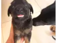 Cachorro raça SRD-ViraLata idade Abaixo de 2 meses nome Ainda não tem nomes 