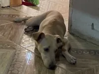 Cachorro raça SRD-ViraLata idade 7 a 11 meses nome Caramelo