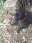 Cachorro raça SRD-ViraLata idade 1 ano nome Théo 