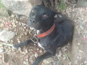 Cachorro raça SRD-ViraLata idade 1 ano nome Théo 
