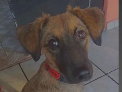 Cachorro raça SRD-ViraLata idade 2 anos nome Bela