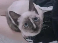 Gato raça SRD-ViraLata idade 1 ano nome Morgana