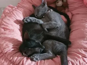 Gato raça SRD-ViraLata idade 1 ano nome Lunala e Gris
