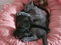 Gato raça SRD-ViraLata idade 1 ano nome Lunala e Gris