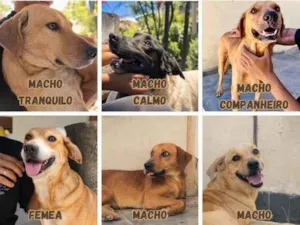 Gato raça SRD-ViraLata idade 2 anos nome Bento