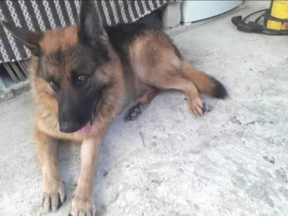 Cachorro raça Pastor Alemão idade 6 ou mais anos nome Chorão 