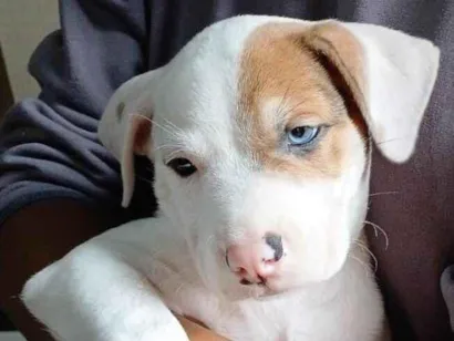 Cachorro raça SRD-ViraLata idade Abaixo de 2 meses nome Max