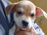 Cachorro raça SRD-ViraLata idade Abaixo de 2 meses nome Princesa
