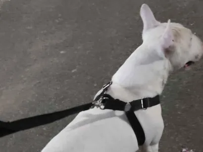 Cachorro raça Pit-Bull idade 7 a 11 meses nome Fred