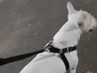 Cachorro raça Pit-Bull idade 7 a 11 meses nome Fred