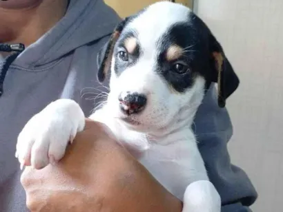 Cachorro raça SRD-ViraLata idade Abaixo de 2 meses nome Corinthiana