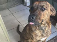 Cachorro raça SRD-ViraLata idade 1 ano nome Loki