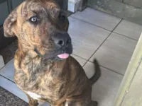 Cachorro raça SRD-ViraLata idade 1 ano nome Loki