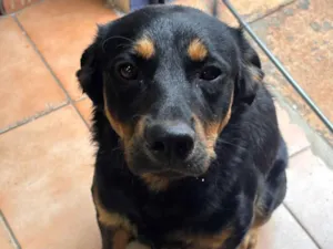Cachorro raça SRD-ViraLata idade 4 anos nome Black