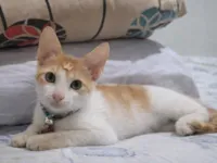 Gato raça SRD-ViraLata idade 2 a 6 meses nome Luke