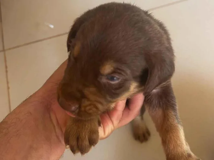 Cachorro raça SRD-ViraLata idade Abaixo de 2 meses nome Ainda não tem nomes 