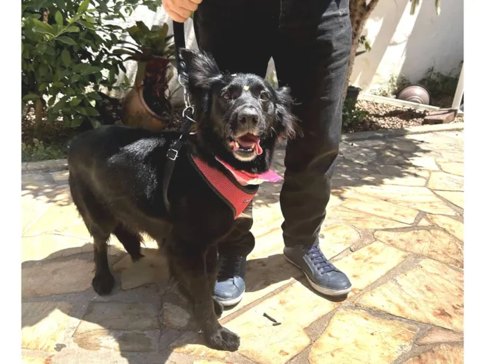 Cachorro raça SRD-ViraLata idade 5 anos nome LUNA