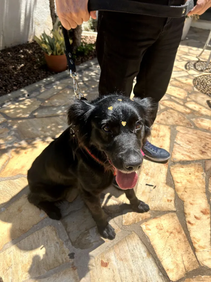 Cachorro raça SRD-ViraLata idade 5 anos nome LUNA