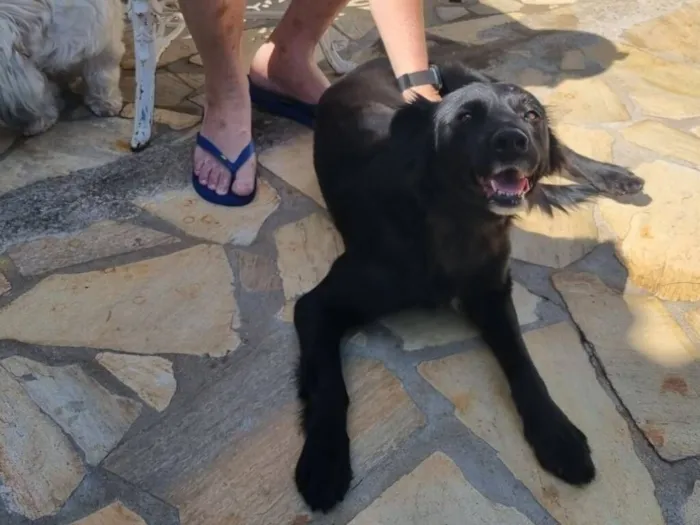 Cachorro raça SRD-ViraLata idade 5 anos nome LUNA