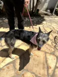 Cachorro raça SRD-ViraLata idade 5 anos nome Ariel