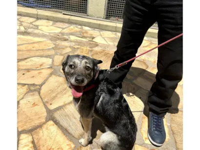 Cachorro raça SRD-ViraLata idade 5 anos nome Ariel