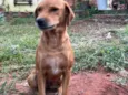 Cachorro raça SRD-ViraLata idade 7 a 11 meses nome Caramelo 