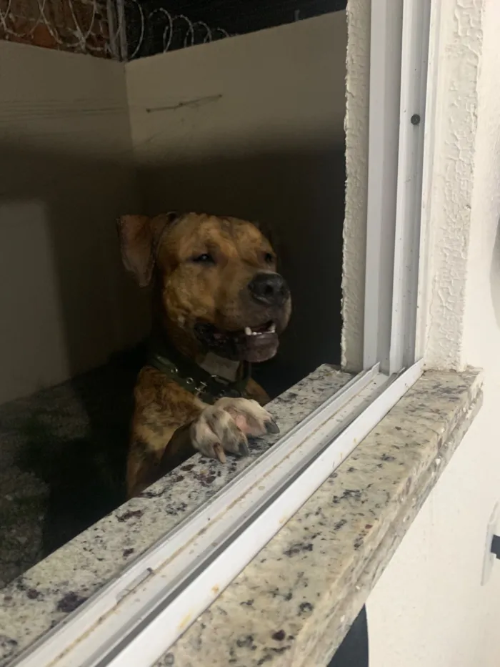 Cachorro raça Pit-Bull idade 1 ano nome Naruto