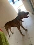 Cachorro raça Pit-Bull idade 1 ano nome Naruto