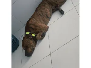 Cachorro raça Pit-Bull idade 1 ano nome Naruto