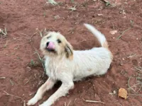 Cachorro raça SRD-ViraLata idade 1 ano nome Branquinha 