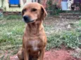 Cachorro raça SRD-ViraLata idade 7 a 11 meses nome Caramelo 