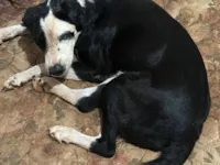 Cachorro raça SRD-ViraLata idade 2 anos nome Manchinha 