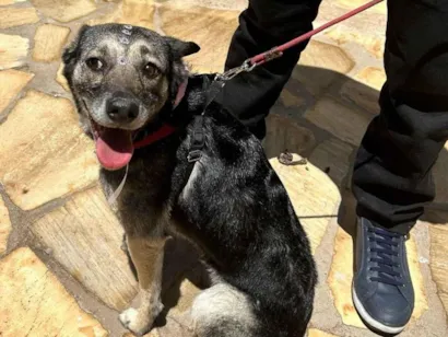 Cachorro raça SRD-ViraLata idade 5 anos nome Ariel