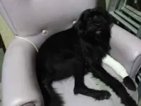 Cachorro raça SRD-ViraLata idade 1 ano nome Doguinho
