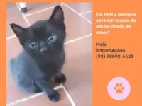 Gato raça SRD-ViraLata idade 2 a 6 meses nome Pretinha
