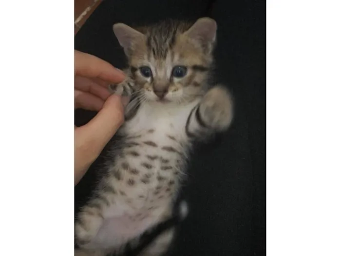 Gato raça SRD-ViraLata idade 2 a 6 meses nome Lia