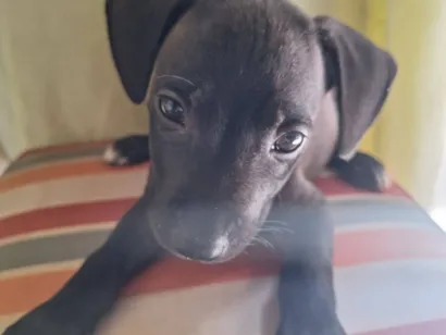 Cachorro raça SRD-ViraLata idade Abaixo de 2 meses nome Princesa e Mel 