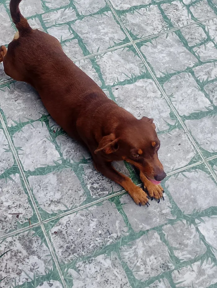 Cachorro raça Basset-Cofap idade 3 anos nome Chocolate
