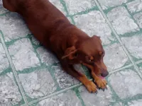 Cachorro raça Basset-Cofap idade 3 anos nome Chocolate